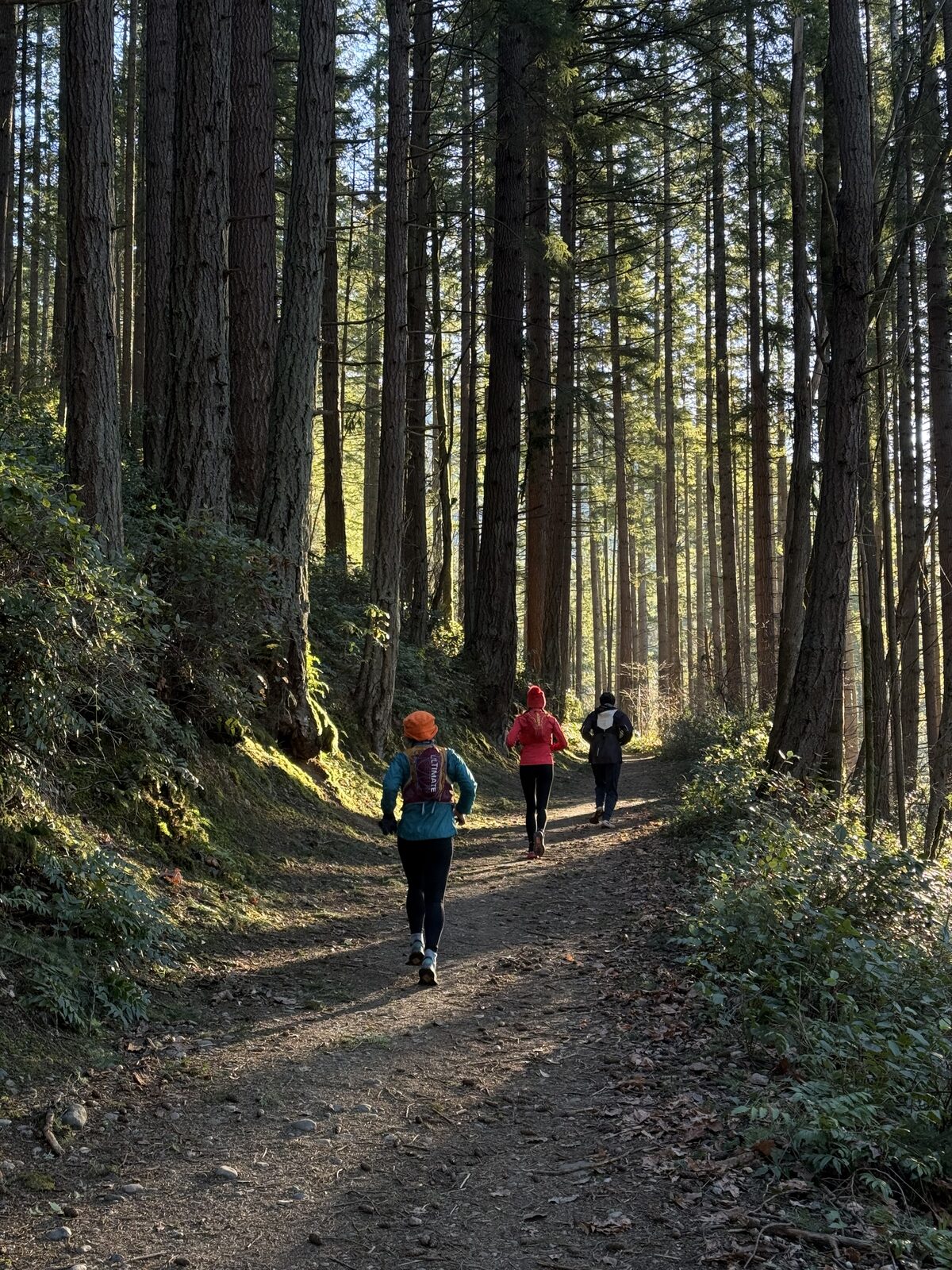 Runners on a forest trail